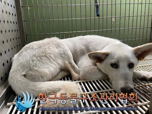 한국동물구조관리협회_441409202401372